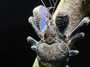 ガイドさんがやっとこ捕まえてきてくれたヤシガニ‼️