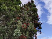 クリスマスツリーと呼ばれるポフツカワ