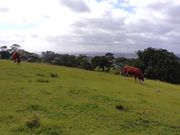 羊はどこへ？？