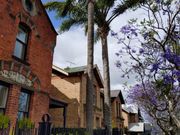 ジャカランダの花