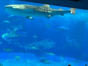 美ら海水族館のジンベエザメ