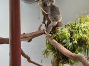 コアラフォトとは別のコアラです