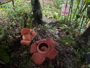 ラフレシア（手前）と蕾（奥）