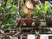 ウツボカズラ（他にも数種類あり）