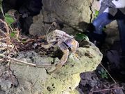 ヤシガニに会えました！