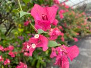 ブーゲンビリアハウス