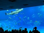 美ら海水族館