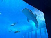 雨の中快適に水族館まだいけました