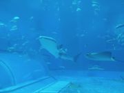 美ら海水族館