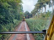 パイナップルパーク