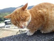 猫村での癒やしの時間