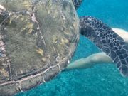 タートルタウン