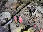 リュウキュウツチトリモチ