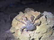 念願のやしがに