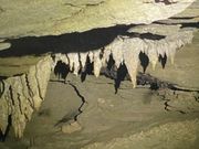 コウモリの大群