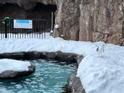 旭山動物園。小動物は寒くて巣に入っており、ほぼ見れなかった。階段、坂道が滑りやすい。