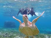 開始早々青海亀に遭遇( ^ω^ )