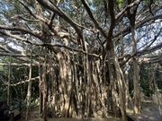 御願ガジュマル