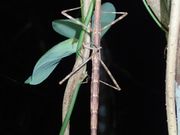 擬態中のナナフシ