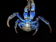 ヤシガニの裏側