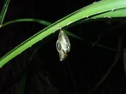 オオゴマダラの黄金の蛹の脱殻