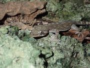 本州に生息していない種類の？ヤモリ