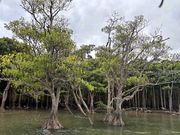 マングローブ