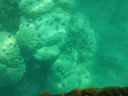 グラスボートからの珊瑚