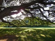 この木何の木の下で