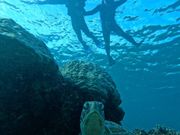 海亀と一緒に撮った写真