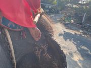 象使いの方が足でコントロールしていました。