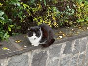 遺跡のヌコ様はみんな丸々