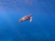 ウミガメ上がってきてる