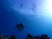 ウミガメと私たち