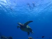 ウミガメと私たち