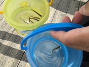 二人で8匹取れました