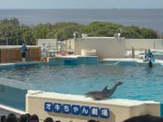 美ら海水族館裏にあるイルカショーのオキちゃん☆