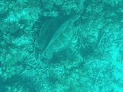 ウミガメの上に魚が休憩中