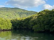 西表島　マングローブ