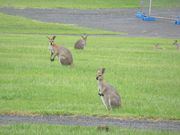 広場のワラビー