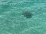 こんなにいるの？と思うくらいウミガメがたくさんいました！