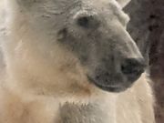 迫力満点のシロクマ