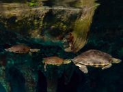 亀の親子とスノーケリング