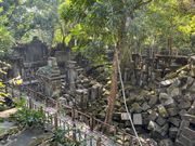 ベンメリア（乾季）