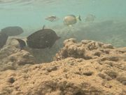 沢山のお魚見れました