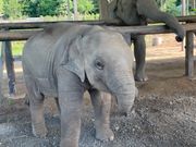 バナナの餌やり