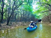 マングローブのトンネル