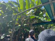 アーミーダック