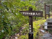 あいにくの雨でしたが、見ることができました。
