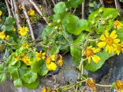 ツワブキの花。茎は食用になるとのこと。食べてみたかったです。